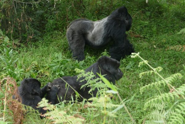 Gorilla Family Groups in Uganda: Meet the Habituated Families