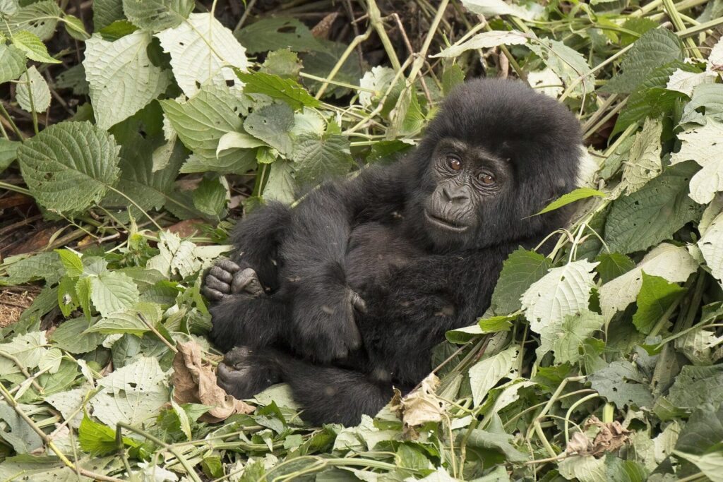 Internet and Wi-Fi in Bwindi: What to Expect on Safari
