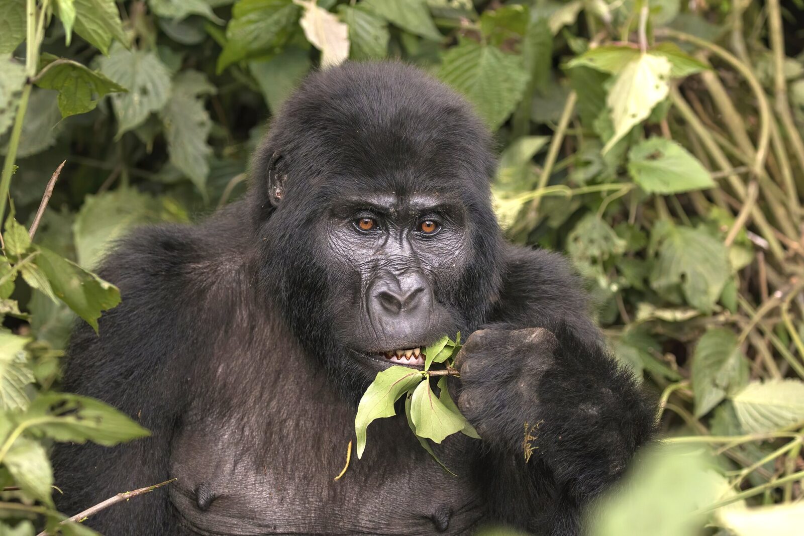 How Much Does a Uganda Gorilla Safari Cost? Complete Budget Breakdown