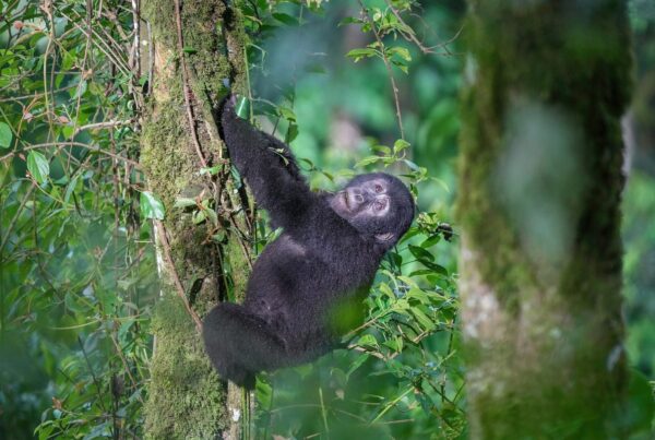 Mountain gorilla in Bwindi Impenetrable Forest — Uganda gorilla permit