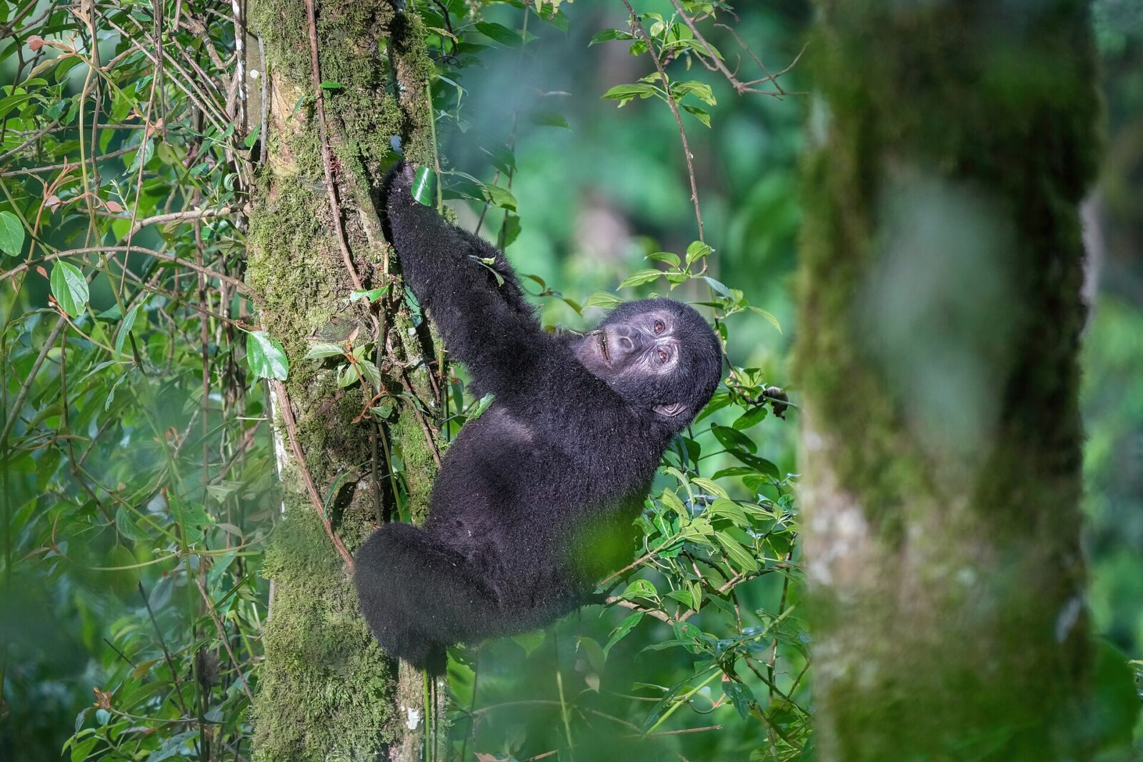 Mountain gorilla in Bwindi Impenetrable Forest — Uganda gorilla permit