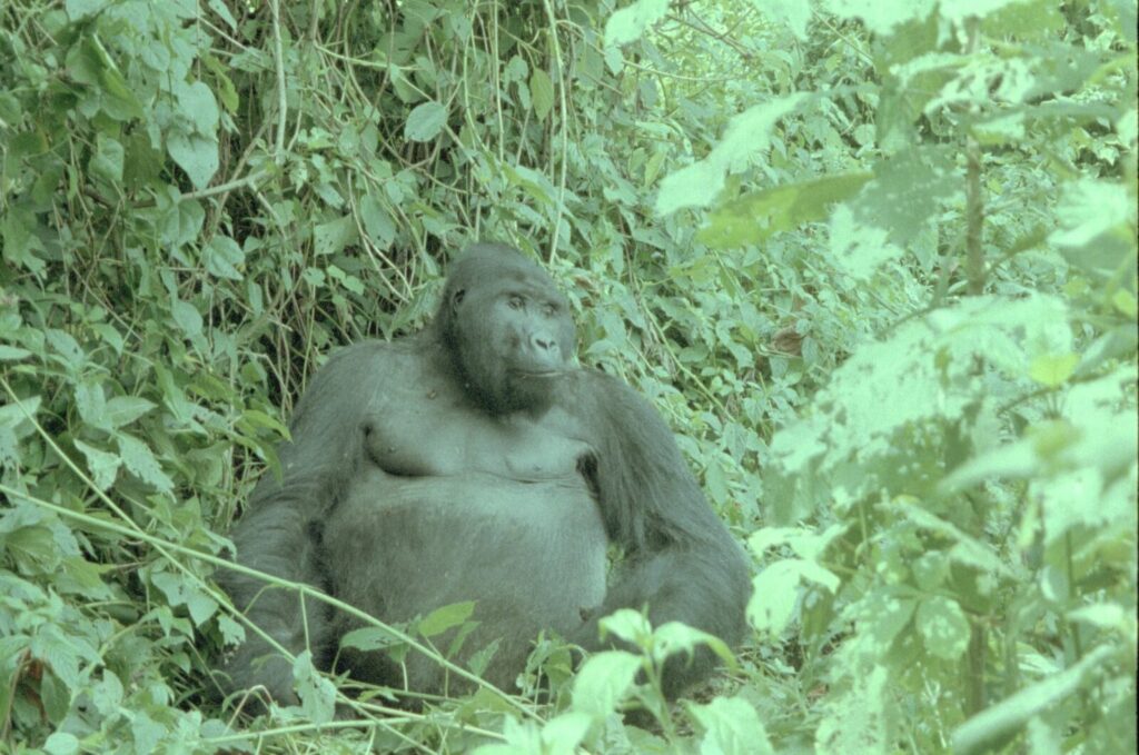 Travelling to Uganda With Children: Family Gorilla Safari Tips