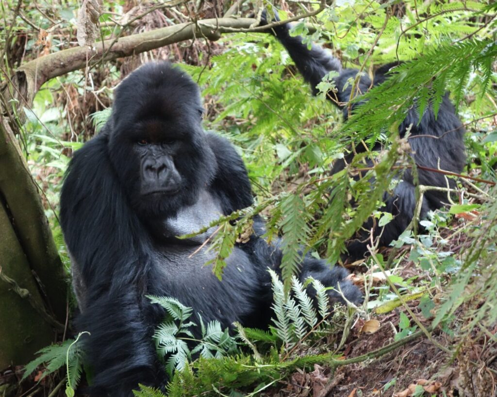 Can You Trek Gorillas Twice in One Day? Double Trekking Explained