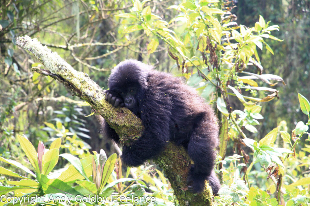 Gorilla Trekking for Honeymooners: Romantic Safari Ideas in Uganda