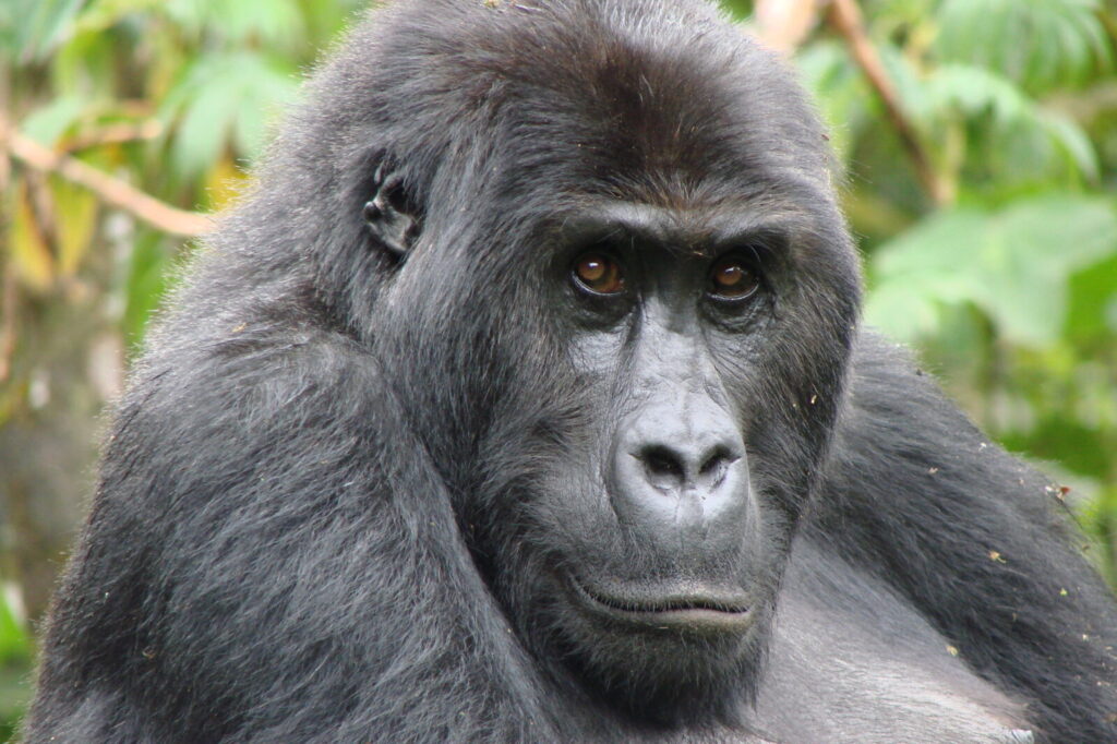 What Is the Gorilla Trekking Age Limit? Uganda Rules Explained