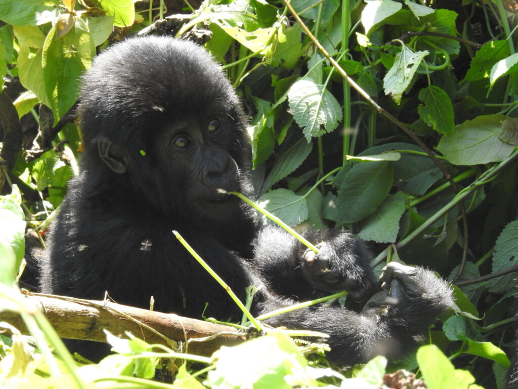 Uganda Gorilla Trekking Solo Traveller Guide: Going Alone