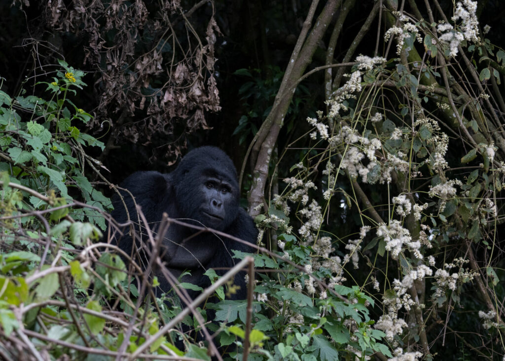 Solo Gorilla Trekking in Uganda: A Complete Independent Traveller s Guide