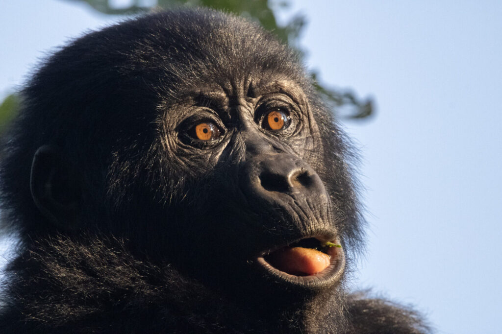 Gorilla Conservation Success Story: How Tourism Saved Mountain Gorillas