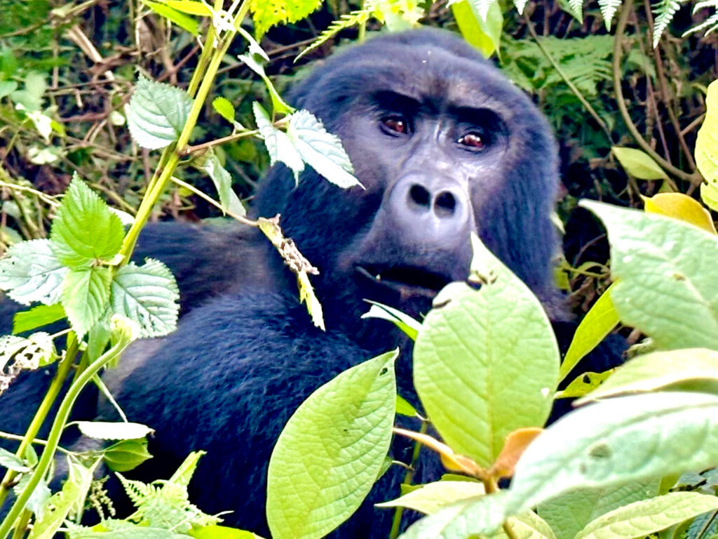 Gorilla Trekking for Photographers: Professional Tips for Better Wildlife Photos