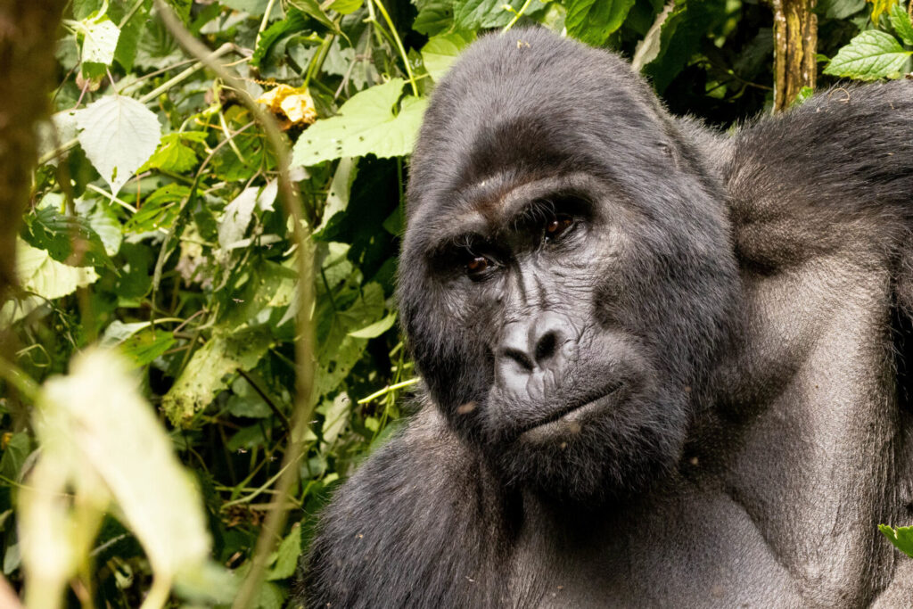 What to Wear for Gorilla Trekking: Clothing Guide for Bwindi