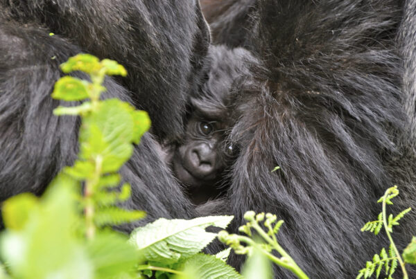 What to Do After Gorilla Trekking: Extending Your Uganda Adventure