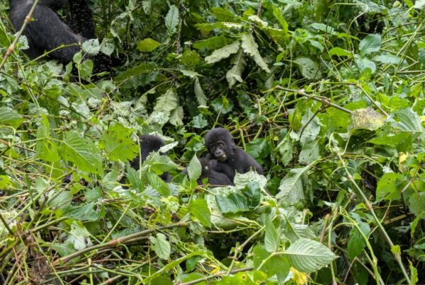 Understanding Gorilla Behaviour: What Their Actions Mean During Your Trek