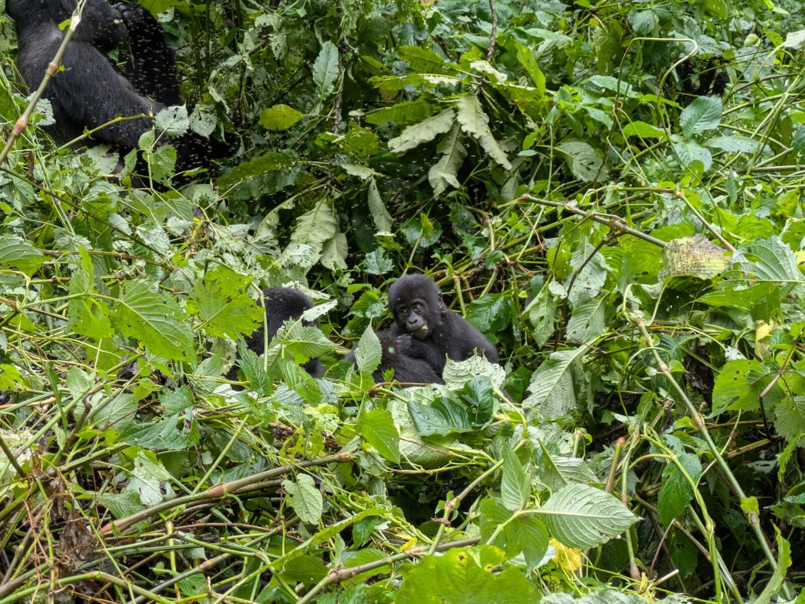 Understanding Gorilla Behaviour: What Their Actions Mean During Your Trek
