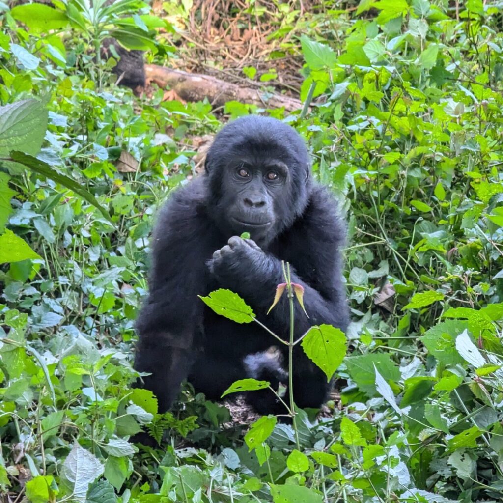 How Close Do You Get to Gorillas? The 7-Metre Rule Explained