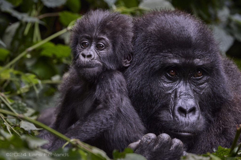 Gorilla Trekking for Elderly Travellers: Is It Possible?