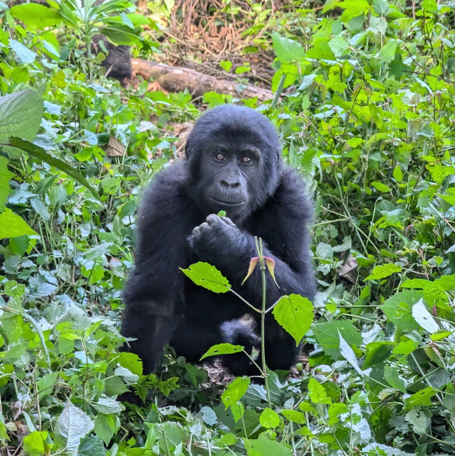 How Close Do You Get to Gorillas? The 7-Metre Rule Explained