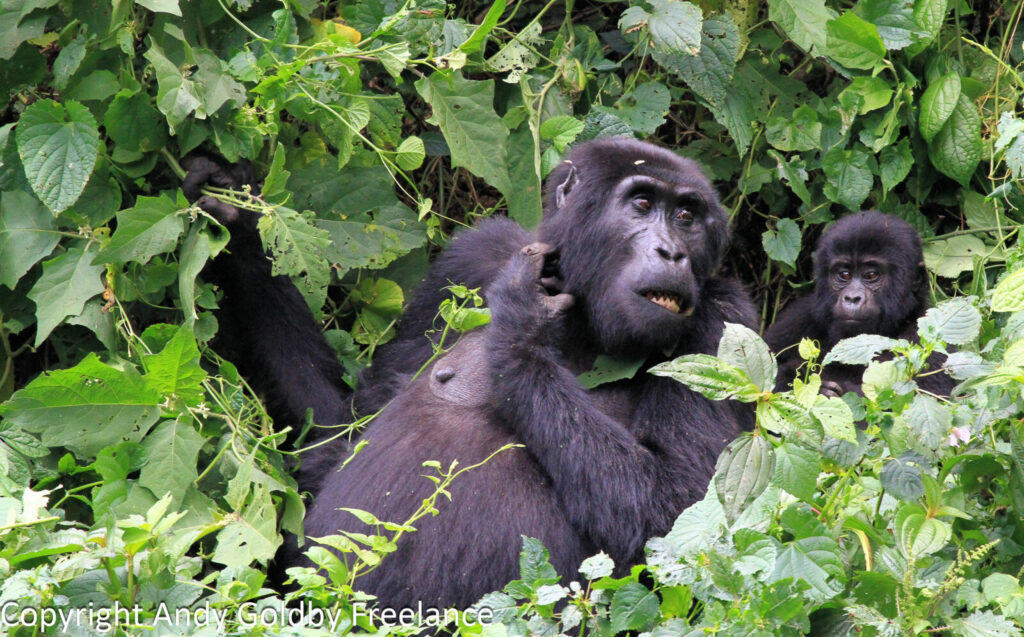 Booking Gorilla Permits Through a Tour Operator vs Direct With UWA