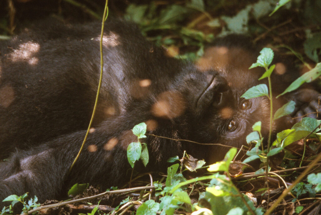 What Does a Gorilla Permit Include? What s Covered and What s Not