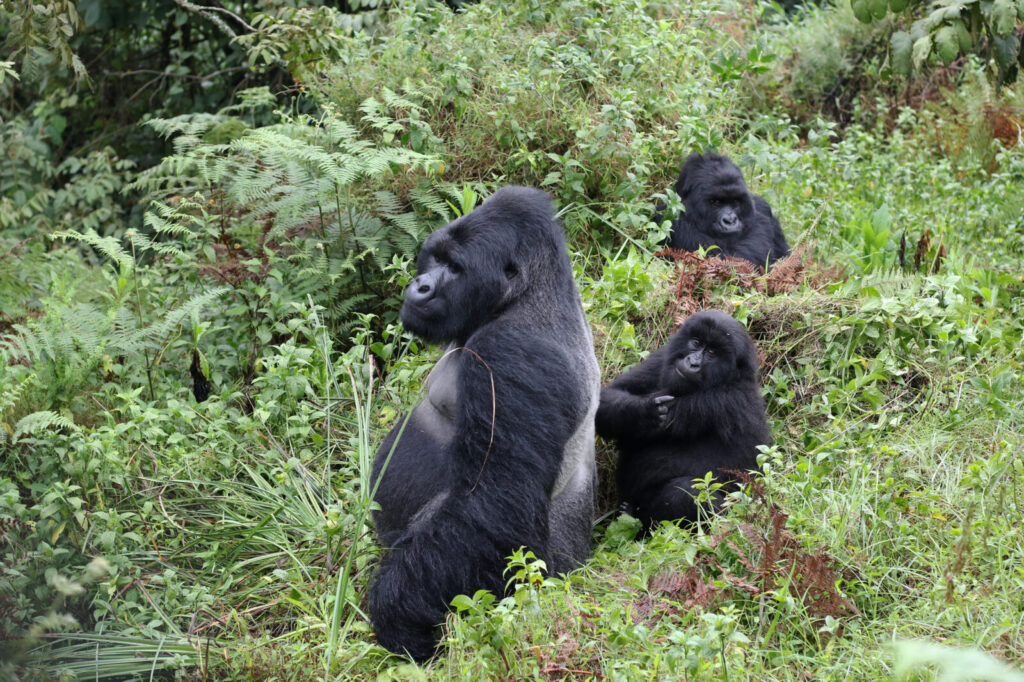 How to Book Gorilla Permits in Uganda: Step-by-Step Guide