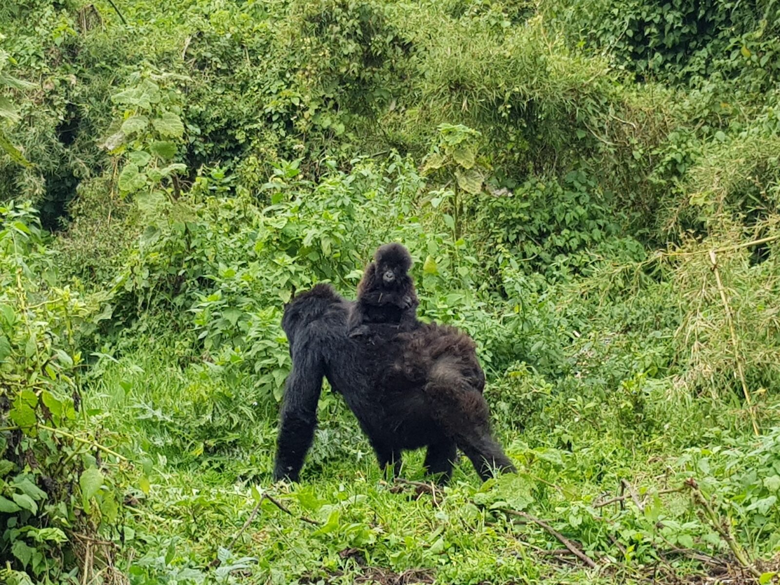 Is Gorilla Trekking Ethical? The Conservation Argument Explained