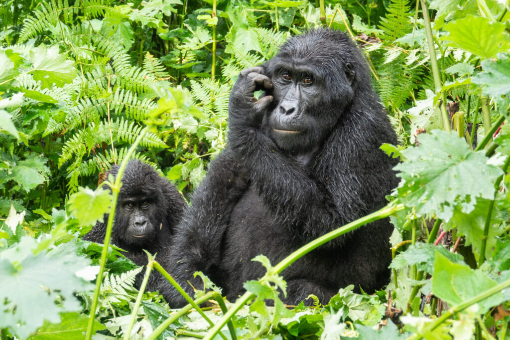 Gorilla Trekking Refund Policy: What You Should Know Before You Book