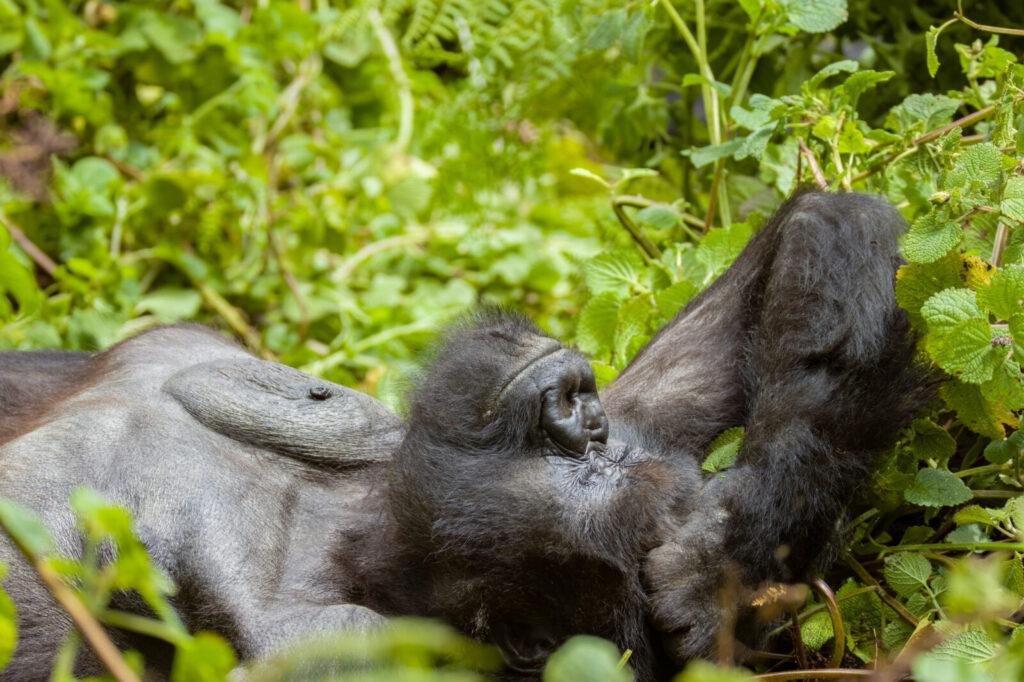 How to Prepare Mentally for Gorilla Trekking
