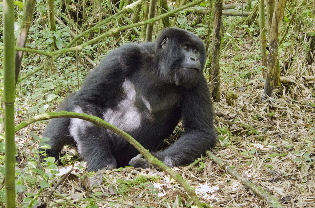 What Happens If It Rains During Gorilla Trekking? Rainy Day Guide