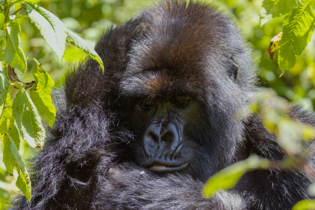 Combining Gorilla Trekking With Safari: Queen Elizabeth, Chimps and More