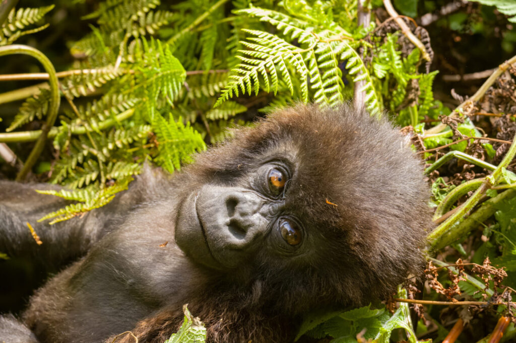 Uganda vs Rwanda vs DRC: Where to Trek Gorillas Compared
