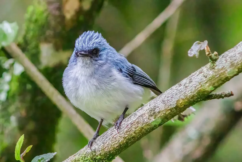 African blue flycatcher on a branch in Bwindi Impenetrable National Park