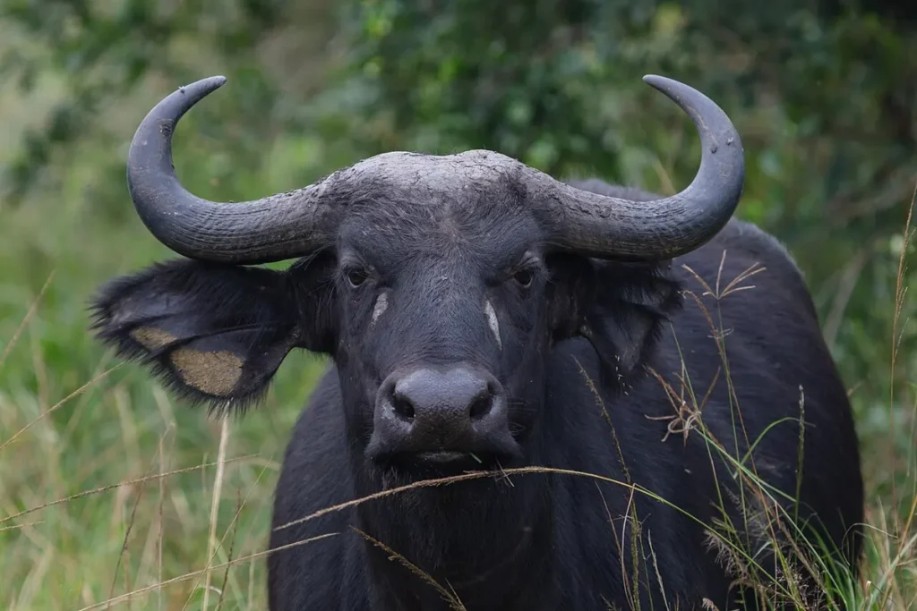 African buffalo bull with heavy horns in Lake Mburo National Park