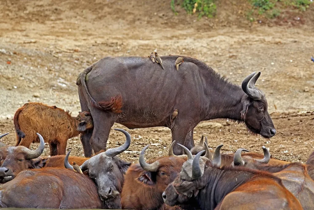 Buffalo calf suckling among resting adults in a herd