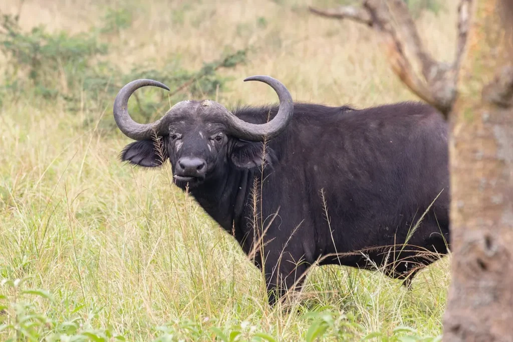 African buffalo standing in grassland beside a tree in Lake Mburo National Park