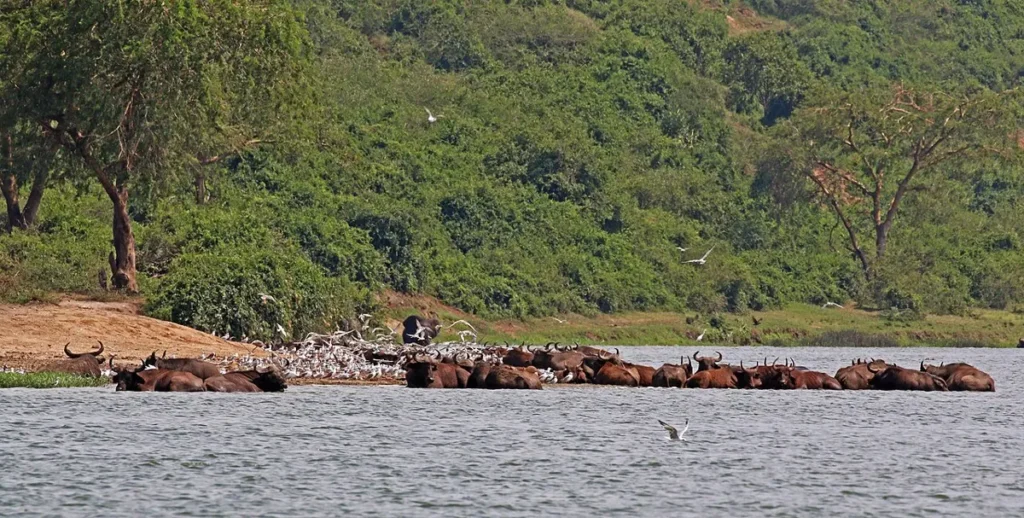 Herd of African buffaloes cooling off in a river