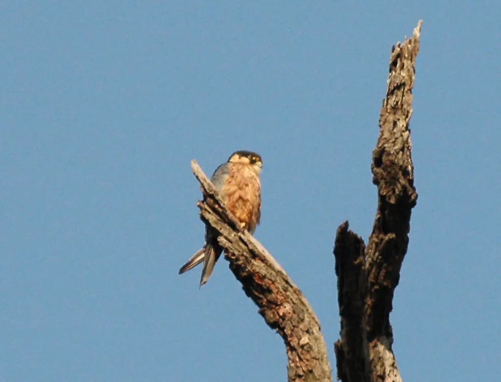 African hobby perched on a dead branch in Bwindi