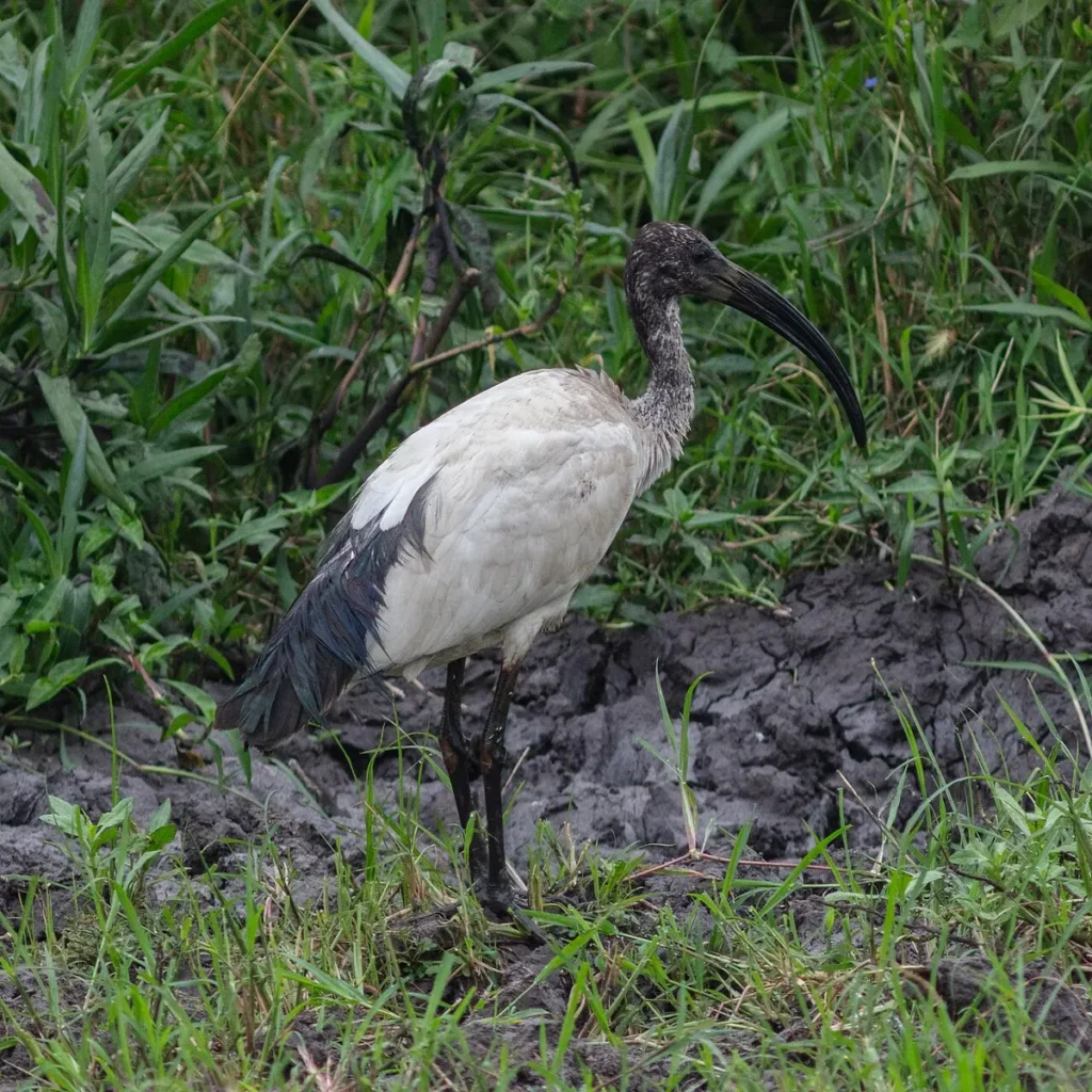 African sacred ibis standing in a wetland at Lake Mburo National Park