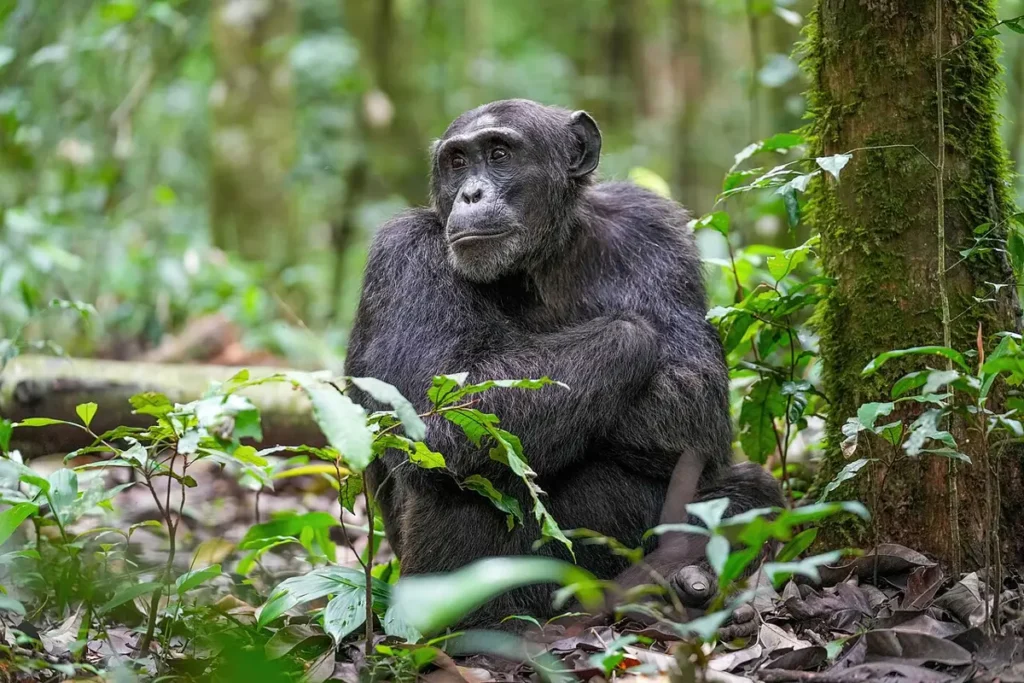 Alpha male chimpanzee sitting on the forest floor in Kibale National Park
