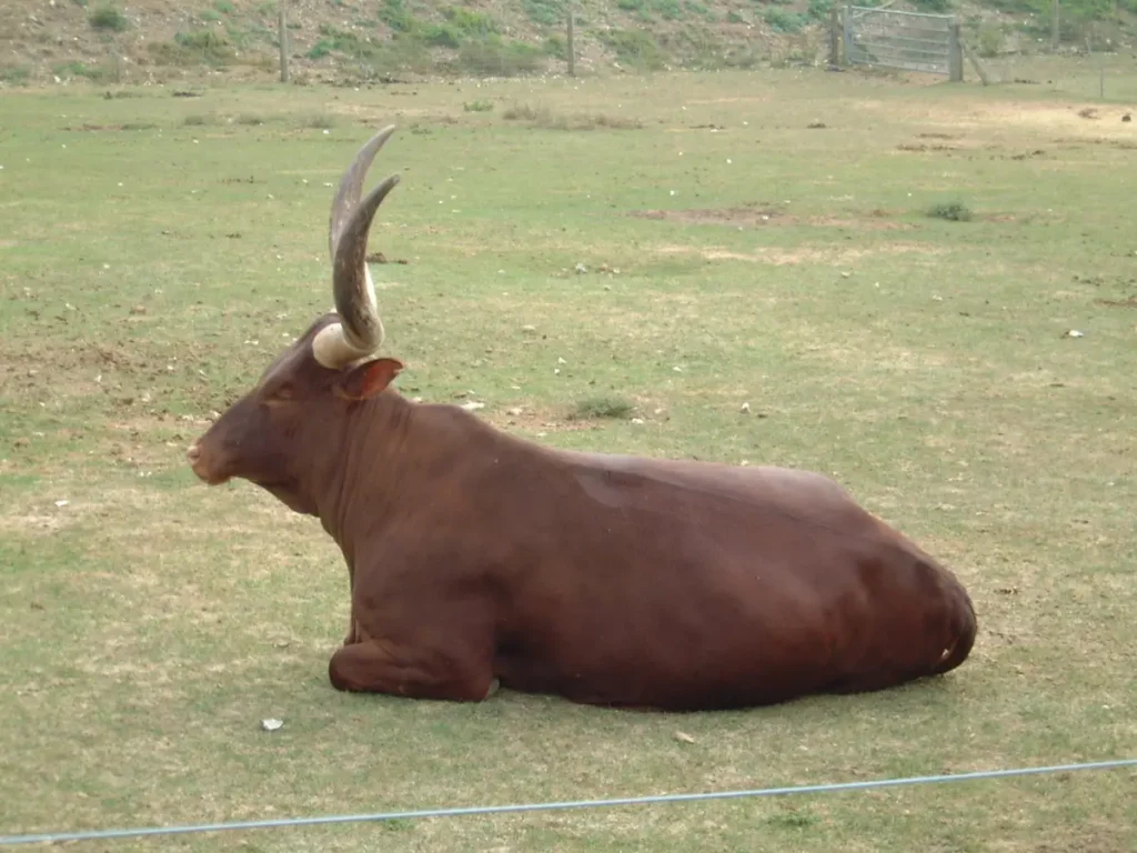 Herd of long-horned Ankole cattle