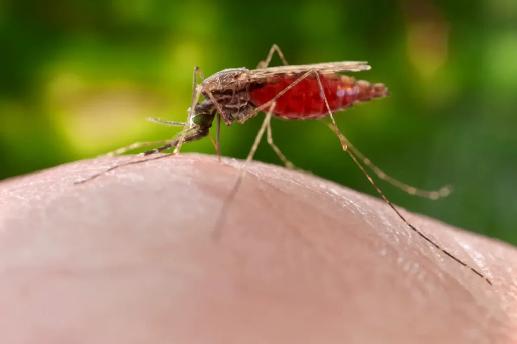 Anopheles mosquito feeding on human skin