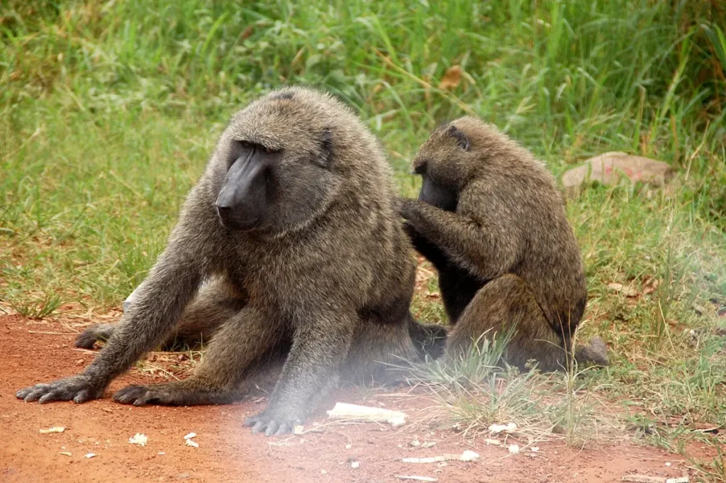 Olive baboons grooming each other at Karuma Falls
