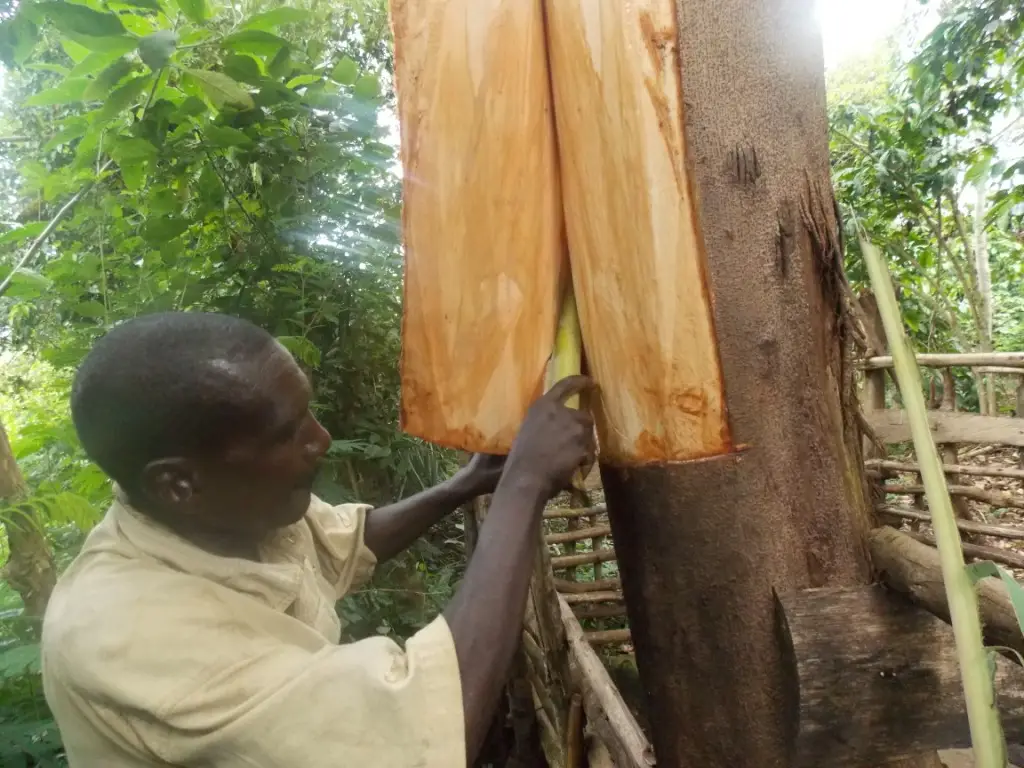 Craftsman peeling bark from a fig tree to make bark cloth in Uganda