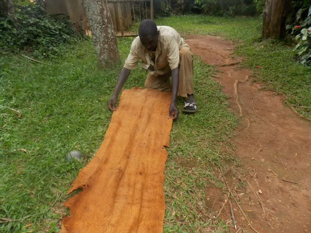 Finished bark cloth being stretched out to dry on a path