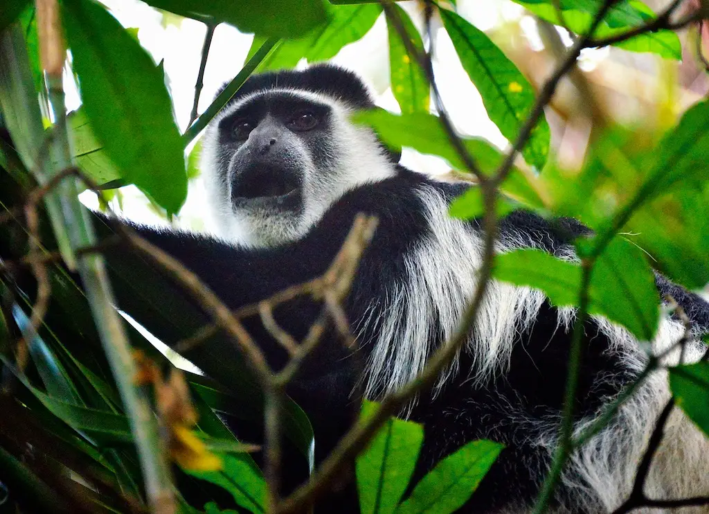 Black-and-white colobus monkey with white mantle in a tree in Kibale