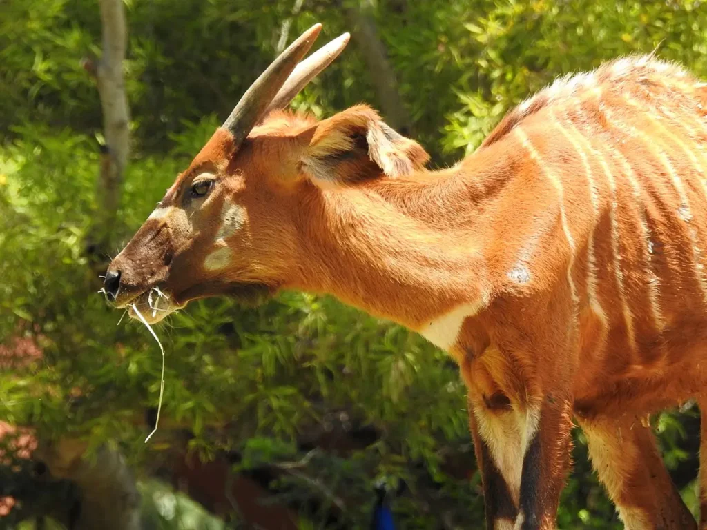 Bongo antelope feeding on leaves, showing its striped chestnut coat