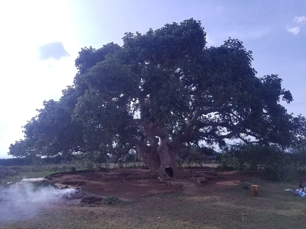 Huge spreading fig tree, the Bugona tree, in western Uganda
