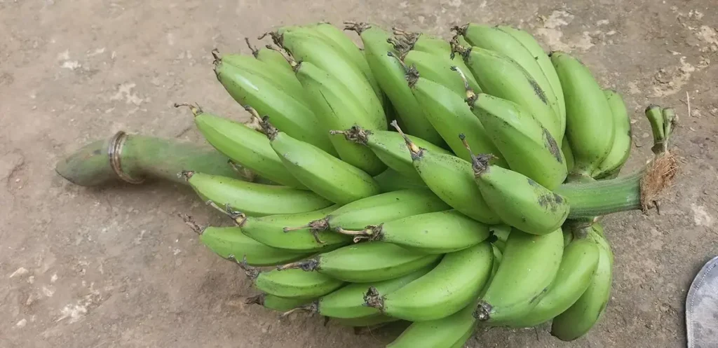 Harvested bunch of green matooke bananas