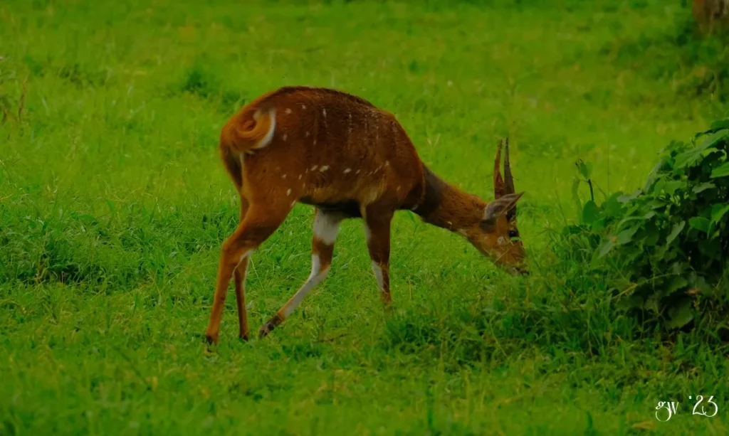 Male bushbuck with spiral horns grazing on green grass
