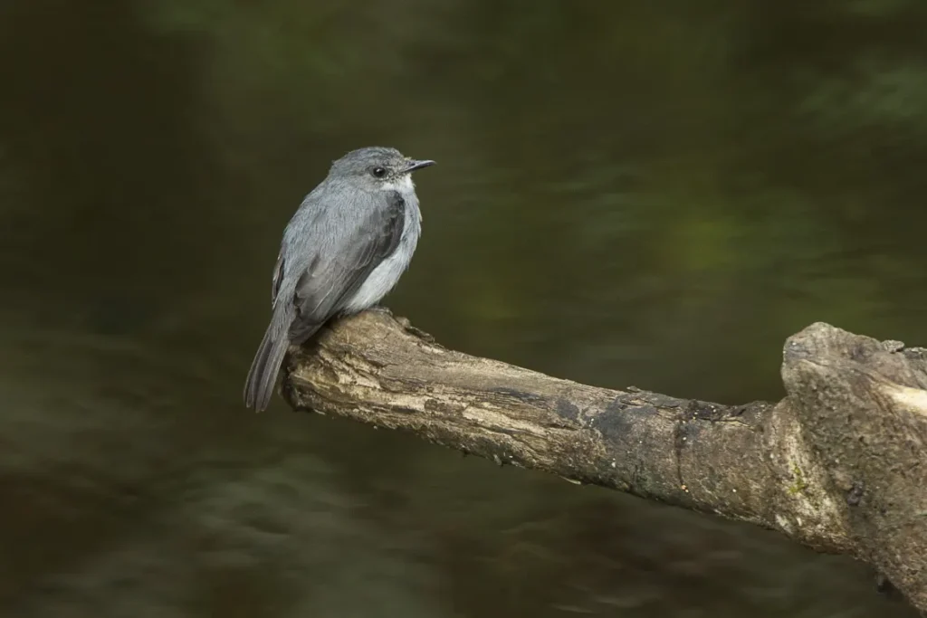 Cassin's grey flycatcher perched on a log over a stream in Kibale Forest