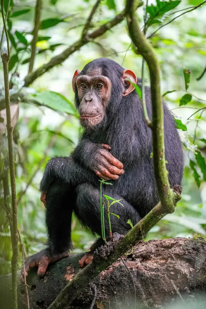 Chimpanzee sitting in a tree in Kibale Forest National Park