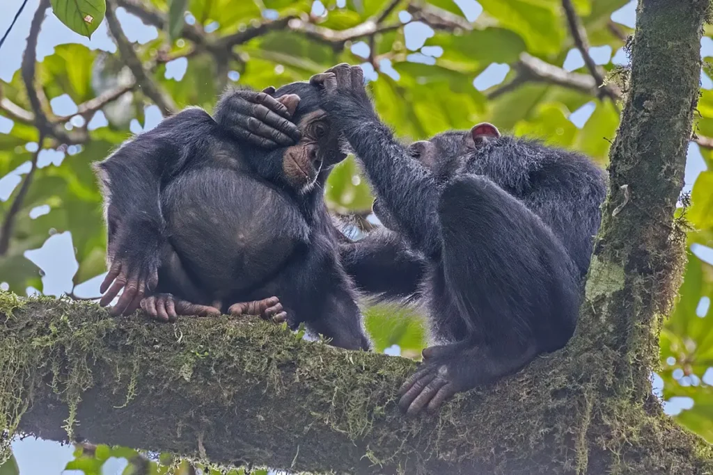 Two chimpanzees grooming each other on a branch in Kibale